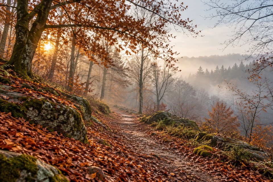 Chemin paisible dans une forêt aux couleurs de novembre